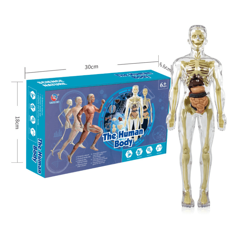 BodyMap - Maquette du corps humain - Zevessa