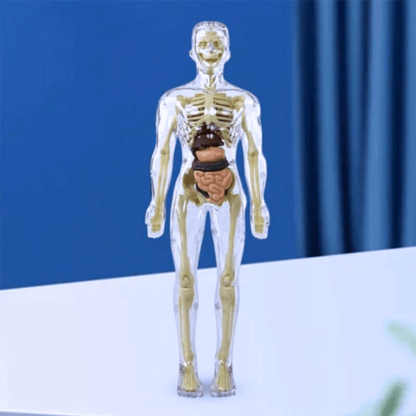 BodyMap - Maquette du corps humain - Zevessa