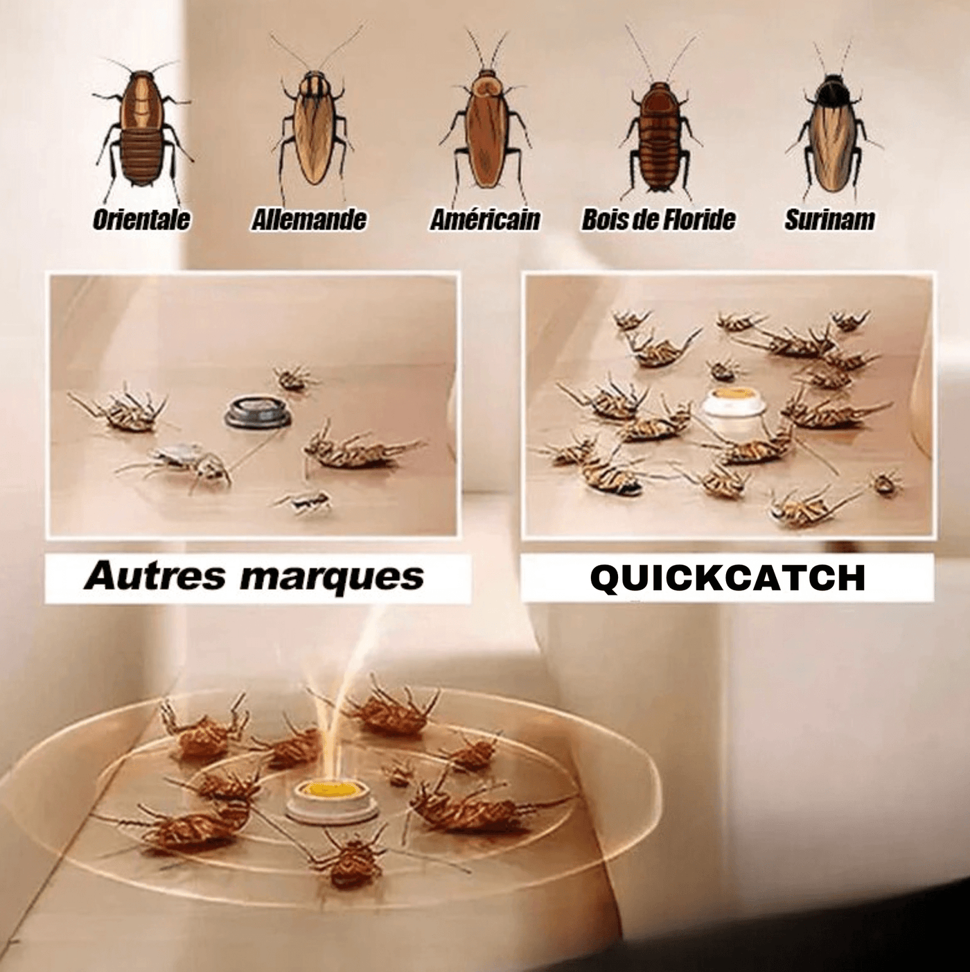 Piège à cafards toxique | QUICKCATCH